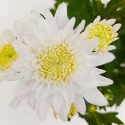 Chrysanthemen 'Chrysanne® Grandezza White', Weiß, Topf-Ø 13 Cm, 6er-Set -Garten Sicht Verkäufe 0690110205 Koelle Chrysanthemum indicum Chrysanne Grandezza White Set 6 16 81524
