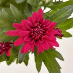Chrysanthemen 'Chrysanne® Grandezza Red', Rot, Topf-Ø 13 Cm, 6er-Set -Garten Sicht Verkäufe 0690110206 Chrysantheme Grandezza rot image012 81528