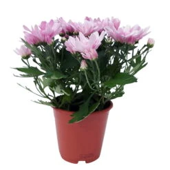 Chrysanthemen 'Chrysanne® Grandezza Pink', Pink, Topf-Ø 13 Cm, 6er-Set -Garten Sicht Verkäufe 0690110209 Chrysantheme Grandezza pink image002 81608