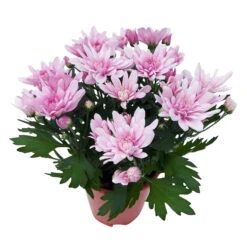 Chrysanthemen 'Chrysanne® Grandezza Pink', Pink, Topf-Ø 13 Cm, 6er-Set -Garten Sicht Verkäufe 0690110209 Chrysantheme Grandezza pink image005 81607