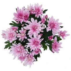 Chrysanthemen 'Chrysanne® Grandezza Pink', Pink, Topf-Ø 13 Cm, 6er-Set -Garten Sicht Verkäufe 0690110209 Chrysantheme Grandezza pink image006 81606