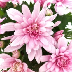 Chrysanthemen 'Chrysanne® Grandezza Pink', Pink, Topf-Ø 13 Cm, 6er-Set -Garten Sicht Verkäufe 0690110209 Chrysantheme Grandezza pink image012 81538