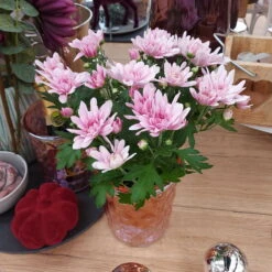 Chrysanthemen 'Chrysanne® Grandezza Pink', Pink, Topf-Ø 13 Cm, 6er-Set -Garten Sicht Verkäufe 0690110209 Chrysantheme Grandezza pink image019 81537