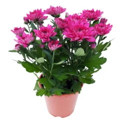 Chrysanthemen 'Chrysanne® Grandezza Purple', Lila, Topf-Ø 13 Cm, 6er-Set -Garten Sicht Verkäufe 0690110210 Chrysantheme Grandezza purple image004 81610