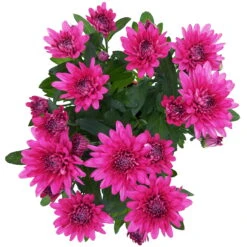 Chrysanthemen 'Chrysanne® Grandezza Purple', Lila, Topf-Ø 13 Cm, 6er-Set
