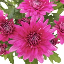 Chrysanthemen 'Chrysanne® Grandezza Purple', Lila, Topf-Ø 13 Cm, 6er-Set -Garten Sicht Verkäufe 0690110210 Chrysantheme Grandezza purple image012 81541