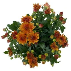 Chrysanthemen Bronze, Topf-Ø 10,5 Cm, 8er-Set -Garten Sicht Verkäufe 0690120044 Chrysanthemum multiflora 8er Set bronze 3 112649