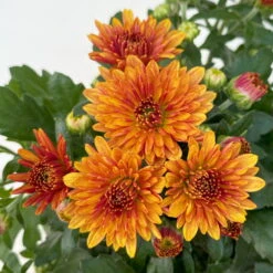 Chrysanthemen Bronze, Topf-Ø 10,5 Cm, 8er-Set -Garten Sicht Verkäufe 0690120044 Chrysanthemum multiflora 8er Set bronze 5 112609