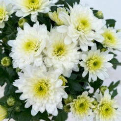 Chrysanthemen Weiß, Topf-Ø 10,5 Cm, 8er-Set -Garten Sicht Verkäufe 0690120045 Chrysanthemum multiflora 8er Set weiss 5 112611