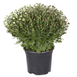 Chrysanthemen 'Trio', Gelb/lila/weiß, Topf-Ø 19 Cm, 2er-Set