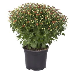 Chrysanthemen-Busch, Gelb-bronze-rot, Topf-Ø 19 Cm, 3er-Set -Garten Sicht Verkäufe 0690130086 chrysanthemen multiflora busch t19 bronze durchmesser 40cm 1 68853