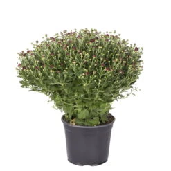 Chrysanthemen-Busch, Gelb-bronze-rot, Topf-Ø 19 Cm, 3er-Set -Garten Sicht Verkäufe 0690130092 koelle chrysanthemen multiflora t19 rot durchmesser 40cm 1 68849