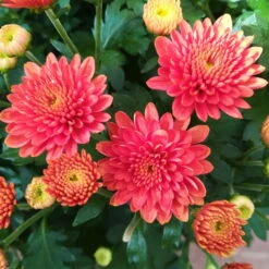 Chrysanthemen-Busch, Gelb-bronze-rot, Topf-Ø 19 Cm, 3er-Set -Garten Sicht Verkäufe 0690130119 Chrysanthemum multiflora Buesche bronze image003 79590