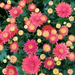 Chrysanthemen-Busch, Gelb-bronze-rot, Topf-Ø 19 Cm, 3er-Set -Garten Sicht Verkäufe 0690130119 Chrysanthemum multiflora Buesche bronze image004 79589