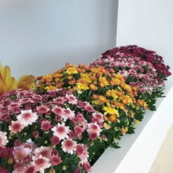 Chrysanthemen 'Amarena Pink', Rosa-pink, Topf-Ø 14 Cm, 4er-Set -Garten Sicht Verkäufe 0690130142 0690130143 0690130144 Chrysanthemum multiflora 4er Set 80300