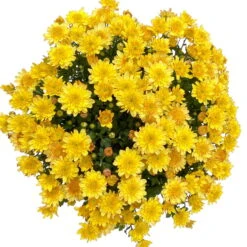 Chrysanthemen 'Amarena Orange', Gelb-bronze, Topf-Ø 14 Cm, 4er-Set -Garten Sicht Verkäufe 0690130143 Chrysanthemum multiflora bronze Amarena Orange 4er Set 5 112855