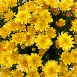 Chrysanthemen 'Amarena Orange', Gelb-bronze, Topf-Ø 14 Cm, 4er-Set -Garten Sicht Verkäufe 0690130143 Chrysanthemum multiflora bronze Amarena Orange 4er Set 9 112709