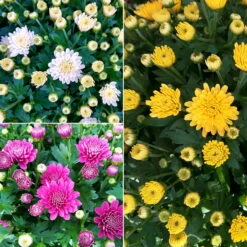 Chrysanthemen 'Trio', Gelb-weiß-lila, Busch, Topf-Ø 14 Cm, 4er-Set -Garten Sicht Verkäufe 0690130158 Koelle Chrysanthemum multifl Trio T14 lila gelb weiss 4er Set WS 94924