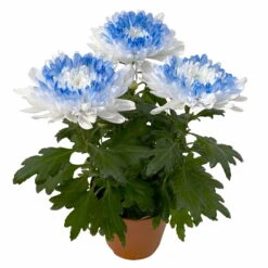 Chrysantheme 'Zembla Make-Upz® Heart Mix, Farben Zufällig, Topf-Ø 13 Cm, 3er-Set -Garten Sicht Verkäufe 0690140088 Chrysanthemum Zembla T13 Next White Make Upz HeartMix blau 3er Set 5 115266