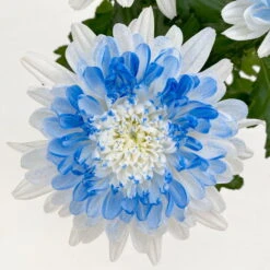 Chrysantheme 'Zembla Make-Upz® Heart Mix, Farben Zufällig, Topf-Ø 13 Cm, 3er-Set -Garten Sicht Verkäufe 0690140088 Chrysanthemum Zembla T13 Next White Make Upz HeartMix blau 3er Set 7 115104