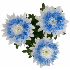 Chrysantheme 'Zembla Make-Upz® Heart Mix, Farben Zufällig, Topf-Ø 13 Cm, 3er-Set -Garten Sicht Verkäufe 0690140088 Chrysanthemum Zembla T13 Next White Make Upz HeartMix blau 3er Set 8 115267