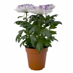 Chrysantheme 'Zembla Make-Upz® Heart Mix, Farben Zufällig, Topf-Ø 13 Cm, 3er-Set -Garten Sicht Verkäufe 0690140088 Chrysanthemum Zembla T13 Next White Make Upz HeartMix lila 3er Set 1 .JPG 115268