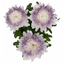 Chrysantheme 'Zembla Make-Upz® Heart Mix, Farben Zufällig, Topf-Ø 13 Cm, 3er-Set -Garten Sicht Verkäufe 0690140088 Chrysanthemum Zembla T13 Next White Make Upz HeartMix lila 3er Set 5 .JPG 115270