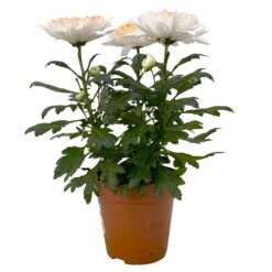 Chrysantheme 'Zembla Make-Upz® Heart Mix, Farben Zufällig, Topf-Ø 13 Cm, 3er-Set -Garten Sicht Verkäufe 0690140088 Chrysanthemum Zembla T13 Next White Make Upz HeartMix orange 3er Set 1 .JPG 115271