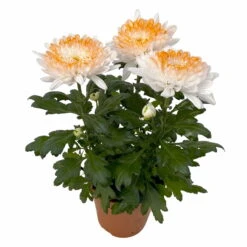 Chrysantheme 'Zembla Make-Upz® Heart Mix, Farben Zufällig, Topf-Ø 13 Cm, 3er-Set -Garten Sicht Verkäufe 0690140088 Chrysanthemum Zembla T13 Next White Make Upz HeartMix orange 3er Set 3 .JPG 115272