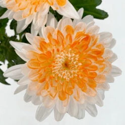 Chrysantheme 'Zembla Make-Upz® Heart Mix, Farben Zufällig, Topf-Ø 13 Cm, 3er-Set -Garten Sicht Verkäufe 0690140088 Chrysanthemum Zembla T13 Next White Make Upz HeartMix orange 3er Set 4 .JPG 115106