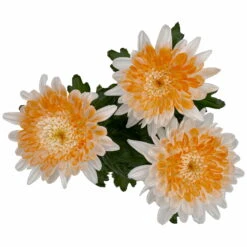 Chrysantheme 'Zembla Make-Upz® Heart Mix, Farben Zufällig, Topf-Ø 13 Cm, 3er-Set -Garten Sicht Verkäufe 0690140088 Chrysanthemum Zembla T13 Next White Make Upz HeartMix orange 3er Set 5 .JPG 115273