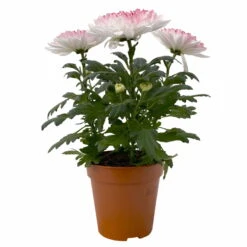Chrysantheme 'Zembla Make-Upz® Heart Mix, Farben Zufällig, Topf-Ø 13 Cm, 3er-Set -Garten Sicht Verkäufe 0690140088 Chrysanthemum Zembla T13 Next White Make Upz HeartMix rosa 3er Set 1 .JPG 115274