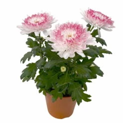 Chrysantheme 'Zembla Make-Upz® Heart Mix, Farben Zufällig, Topf-Ø 13 Cm, 3er-Set -Garten Sicht Verkäufe 0690140088 Chrysanthemum Zembla T13 Next White Make Upz HeartMix rosa 3er Set 4 .JPG 115275