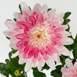 Chrysantheme 'Zembla Make-Upz® Heart Mix, Farben Zufällig, Topf-Ø 13 Cm, 3er-Set -Garten Sicht Verkäufe 0690140088 Chrysanthemum Zembla T13 Next White Make Upz HeartMix rosa 3er Set 7 .JPG 115107