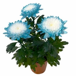Chrysantheme 'Zembla Make-Upz® Uno Mix, Farben Zufällig, Topf-Ø 13 Cm, 3er-Set -Garten Sicht Verkäufe 0690140089 Chrysanthemum Zembla T13 Next White Make Upz UnoMix blau 3er Set 4 115278