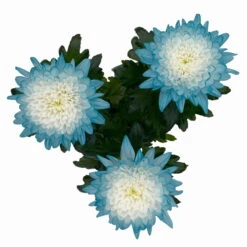 Chrysantheme 'Zembla Make-Upz® Uno Mix, Farben Zufällig, Topf-Ø 13 Cm, 3er-Set -Garten Sicht Verkäufe 0690140089 Chrysanthemum Zembla T13 Next White Make Upz UnoMix blau 3er Set 5 115279