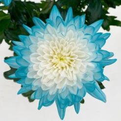 Chrysantheme 'Zembla Make-Upz® Uno Mix, Farben Zufällig, Topf-Ø 13 Cm, 3er-Set -Garten Sicht Verkäufe 0690140089 Chrysanthemum Zembla T13 Next White Make Upz UnoMix blau 3er Set 6 115109