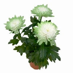 Chrysantheme 'Zembla Make-Upz® Uno Mix, Farben Zufällig, Topf-Ø 13 Cm, 3er-Set -Garten Sicht Verkäufe 0690140089 Chrysanthemum Zembla T13 Next White Make Upz UnoMix gruen 3er Set 5 115281