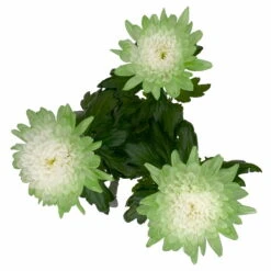 Chrysantheme 'Zembla Make-Upz® Uno Mix, Farben Zufällig, Topf-Ø 13 Cm, 3er-Set -Garten Sicht Verkäufe 0690140089 Chrysanthemum Zembla T13 Next White Make Upz UnoMix gruen 3er Set 7 115282