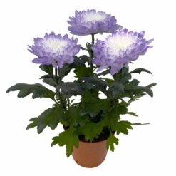 Chrysantheme 'Zembla Make-Upz® Uno Mix, Farben Zufällig, Topf-Ø 13 Cm, 3er-Set -Garten Sicht Verkäufe 0690140089 Chrysanthemum Zembla T13 Next White Make Upz UnoMix lila 3er Set 4 115284