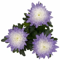 Chrysantheme 'Zembla Make-Upz® Uno Mix, Farben Zufällig, Topf-Ø 13 Cm, 3er-Set -Garten Sicht Verkäufe 0690140089 Chrysanthemum Zembla T13 Next White Make Upz UnoMix lila 3er Set 5 1 115285