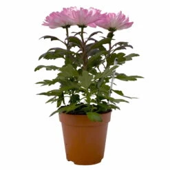 Chrysantheme 'Zembla Make-Upz® Uno Mix, Farben Zufällig, Topf-Ø 13 Cm, 3er-Set -Garten Sicht Verkäufe 0690140089 Chrysanthemum Zembla T13 Next White Make Upz UnoMix pink 3er Set 1 115286