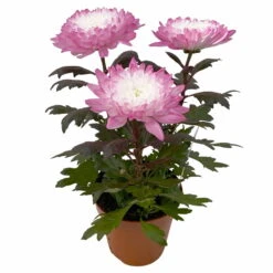 Chrysantheme 'Zembla Make-Upz® Uno Mix, Farben Zufällig, Topf-Ø 13 Cm, 3er-Set -Garten Sicht Verkäufe 0690140089 Chrysanthemum Zembla T13 Next White Make Upz UnoMix pink 3er Set 3 115287