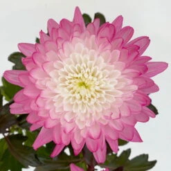 Chrysantheme 'Zembla Make-Upz® Uno Mix, Farben Zufällig, Topf-Ø 13 Cm, 3er-Set -Garten Sicht Verkäufe 0690140089 Chrysanthemum Zembla T13 Next White Make Upz UnoMix pink 3er Set 5 .JPG 115112