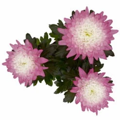 Chrysantheme 'Zembla Make-Upz® Uno Mix, Farben Zufällig, Topf-Ø 13 Cm, 3er-Set -Garten Sicht Verkäufe 0690140089 Chrysanthemum Zembla T13 Next White Make Upz UnoMix pink 3er Set 6 115288