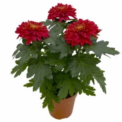 Chrysantheme 'Zembla Next Red' Rot, Großblumig, Topf-Ø 13 Cm, 3er-Set -Garten Sicht Verkäufe 0690140092 0690140093 Chrysanthemum Zembla T13 rot Next Red 3 115290