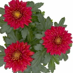 Chrysantheme 'Zembla Next Red' Rot, Großblumig, Topf-Ø 13 Cm, 3er-Set -Garten Sicht Verkäufe 0690140092 0690140093 Chrysanthemum Zembla T13 rot Next Red 4 115291