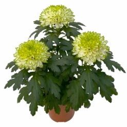 Chrysantheme 'Chrysanne® Zembla Next Lime' Grün-weiß Großbl. Topf-Ø 13cm 3er-Set -Garten Sicht Verkäufe 0690140098 0690140099 Chrysanthemum Zembla T13 limone Next Lime 4 115293