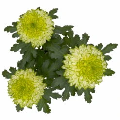 Chrysantheme 'Chrysanne® Zembla Next Lime' Grün-weiß Großbl. Topf-Ø 13cm 3er-Set -Garten Sicht Verkäufe 0690140098 0690140099 Chrysanthemum Zembla T13 limone Next Lime 5 115294