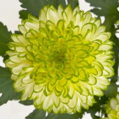 Chrysantheme 'Chrysanne® Zembla Next Lime' Grün-weiß Großbl. Topf-Ø 13cm 3er-Set -Garten Sicht Verkäufe 0690140098 0690140099 Chrysanthemum Zembla T13 limone Next Lime 6 115115
